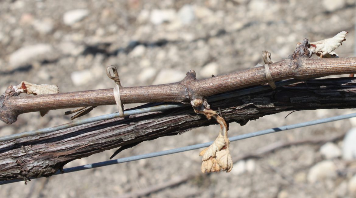 Gelées dans le vignoble