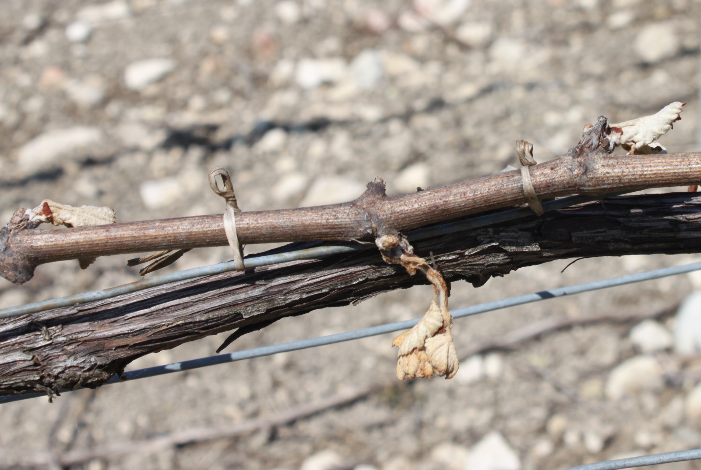 Gelées dans le vignoble